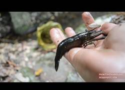 Enlace a Nuestro aventurero primitivo sigue avanzando y ya se ha hecho una trampa para capturar gambas