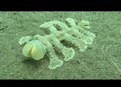 Enlace a La extraña criatura que está bajo las aguas de Bali