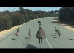 Enlace a Cuando tienes prisa con el coche pero te cruzas una familia de emús