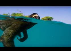 Enlace a La eterna búsqueda del ozo perezoso hacia el amor de su vida