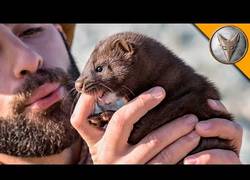 Enlace a Nuestro aventurero favorito se encuentra en Alaska con un animal muy mordisquitos