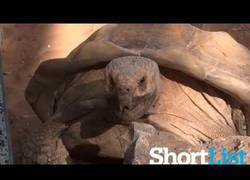 Enlace a La tortuga que solo dice WOW es en realidad fan de Owen Wilson