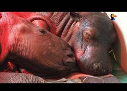 Enlace a Los bebés de rinoceronte que sus destinos se cruzaron y se hicieron grandes amigos