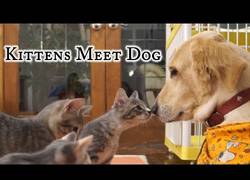 Enlace a La curiosidad de estos gatos al conocer por primera vez a un perro