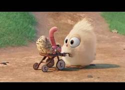 Enlace a El tierno corto de un pollito y su gusano, d elos creadores de Angry Birds