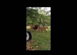 Enlace a Mirad que bonitos esos dos leones...
