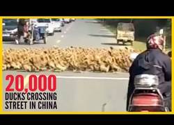 Enlace a 20.000 patitos cortan esta calle para pasar por el paso de cebra