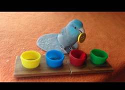 Enlace a El periquito que guarda cada botón con su color