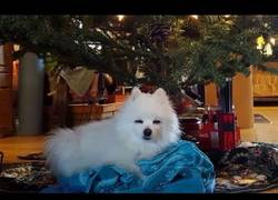 Enlace a Llegó la época del año donde los perritos nos cantan: All I want for Christmas is You