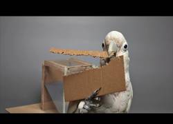 Enlace a La cacatúa que se las ingeniaba para comer