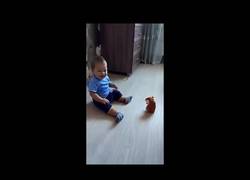 Enlace a A este bebé no le gustan nada los hamsters... :(
