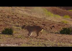 Enlace a El increíble momento en el que un león intenta atacar a una jirafa