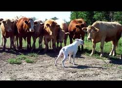 Enlace a Las vacas que sentían curiosidad por un boxer que impone mucho respeto