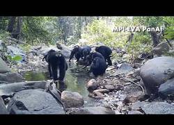 Enlace a Observan a los chimpancés haciendo algo nunca visto hasta la fecha