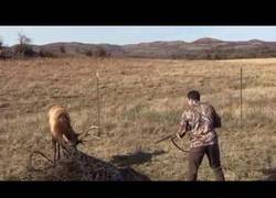 Enlace a Este ciervo queda atrapado en un gran alambre y un cazador le ayuda a salir