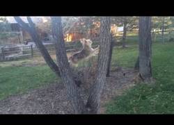 Enlace a El perro con complejo de gato