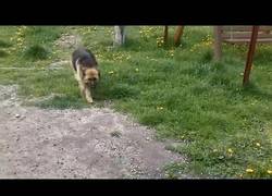 Enlace a Adivina cuál es el culpable...