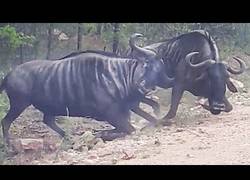 Enlace a El ñu que intentaba resucitar a su amigo que cayó en combate