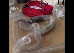 Enlace a La gran diversión de estos hurones jugando en tubos de plástico