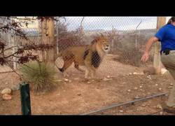 Enlace a Nunca le des la espalda a un felino