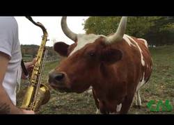 Enlace a Las vacas que amaban la música tocada en saxofono
