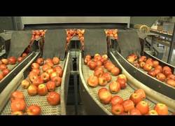 Enlace a Así es el proceso de empaquetado de las manzanas