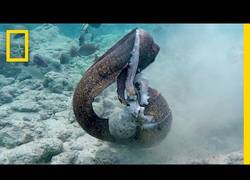 Enlace a La tremenda batalla entre una morena y un pulpo con un ataque final que da miedo