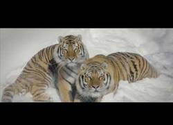 Enlace a Los tigres también son cazadores de drones