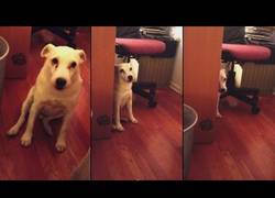 Enlace a Así reacciona este perrito al sentirse culpable