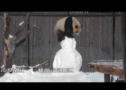 Enlace a Este panda del Zoo de Toronto se lo pasa en grande con su muñeco de nieve