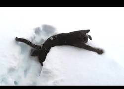 Enlace a Los gatos en la nieve se vuelven literalmente locos