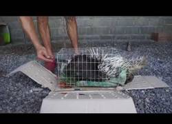 Enlace a La liberación de un puercoespin por Frank Cuesta