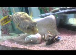 Enlace a Nunca le toques las narices a este pez o te hará pedazos