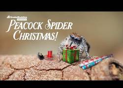 Enlace a Felices Fiestas de vuestras amigas especiales: las arañas