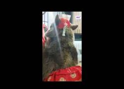 Enlace a El increíble ataque de un oso en directo en un programa de TV