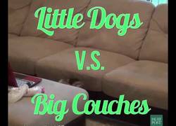 Enlace a El gran desafío de los perros pequeños es los enormes sofás