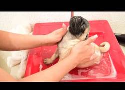 Enlace a Placer máximo: eso es lo que siente este perrito al recibir su primer baño