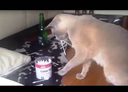 Enlace a Los gatos y su batalla eterna contra los palillos del oído