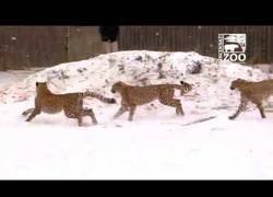 Enlace a La curiosidad de estos guepardos al ver la nieve por primera vez