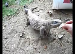 Enlace a La iguana que creía ser un perro