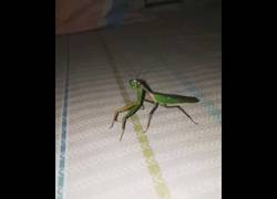Enlace a Hey mantis, bonita, ¿Qué haces? ¡Déjame grabarte!