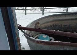 Enlace a Este hombre usa su propio aliento para salvar a un pobre gorrión congelado