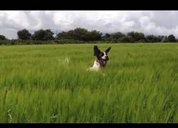 Enlace a La diversión de los perros al jugar en un sitio con hierba altísima