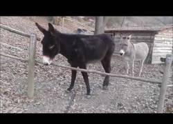 Enlace a Hay burros que son más inteligentes que otros