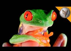 Enlace a Esta es la rana más famosa del mundo y es alucinante todos sus colores