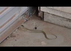 Enlace a El terrible combate entre una viuda negra y una serpiente