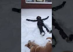 Enlace a El perro que quería imitar a su dueño haciendo el ángel en la nieve