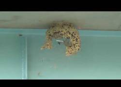 Enlace a Destruye un nido de avispas asiáticas con pistola de airsoft