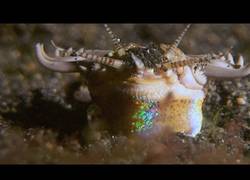 Enlace a El terrible monstruo marino que mata sin esperártelo en el fondo del océano