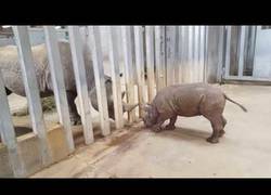 Enlace a Este tímido bebé de rinoceronete conoce por primera vez a su padre